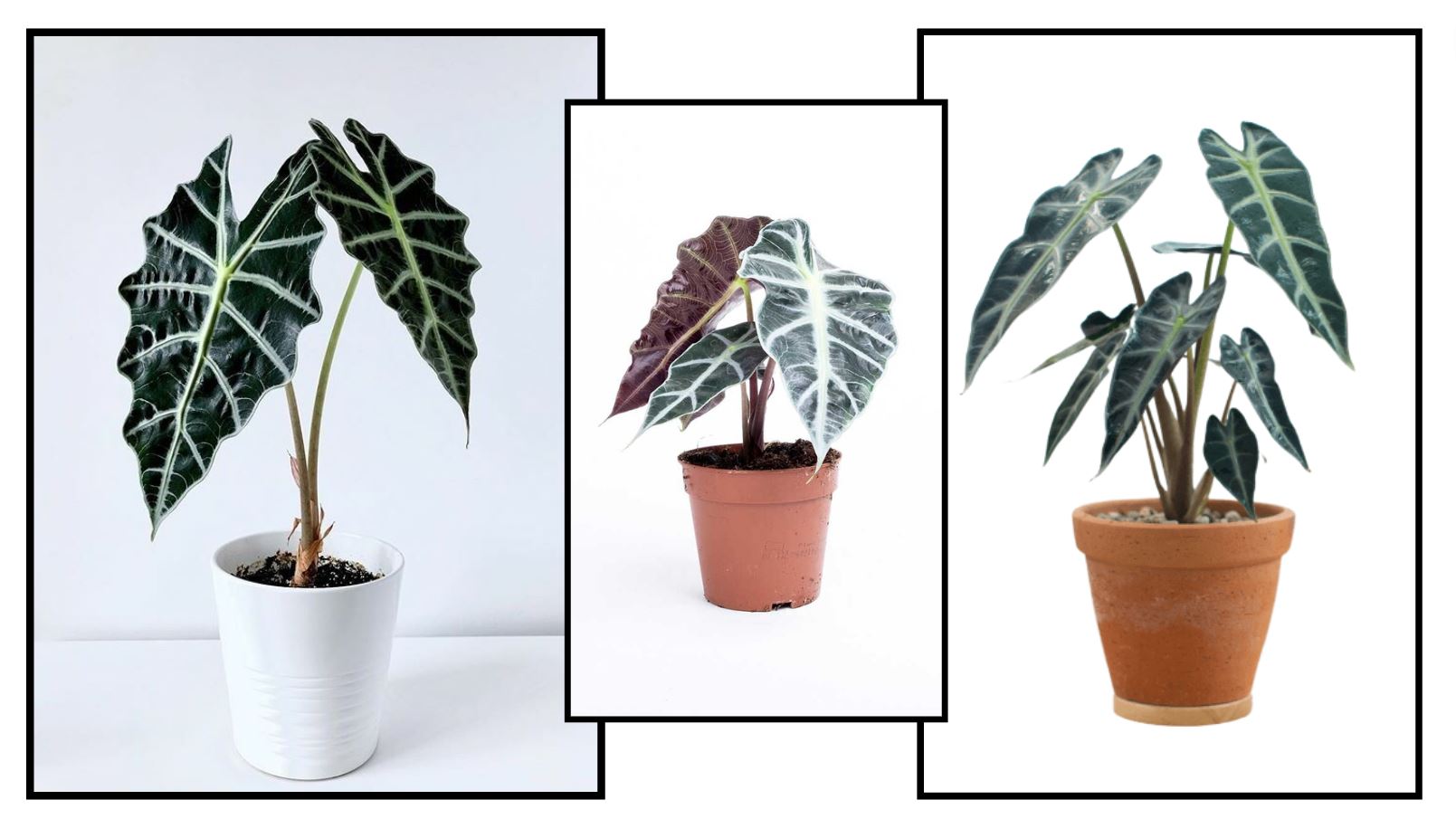 Tổng quan về c&acirc;y M&ocirc;n Quan &Acirc;m